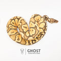 Pastel YB Enchi Hypo — Male, 2024 hatch, captive-bred by Ghost Constrictors