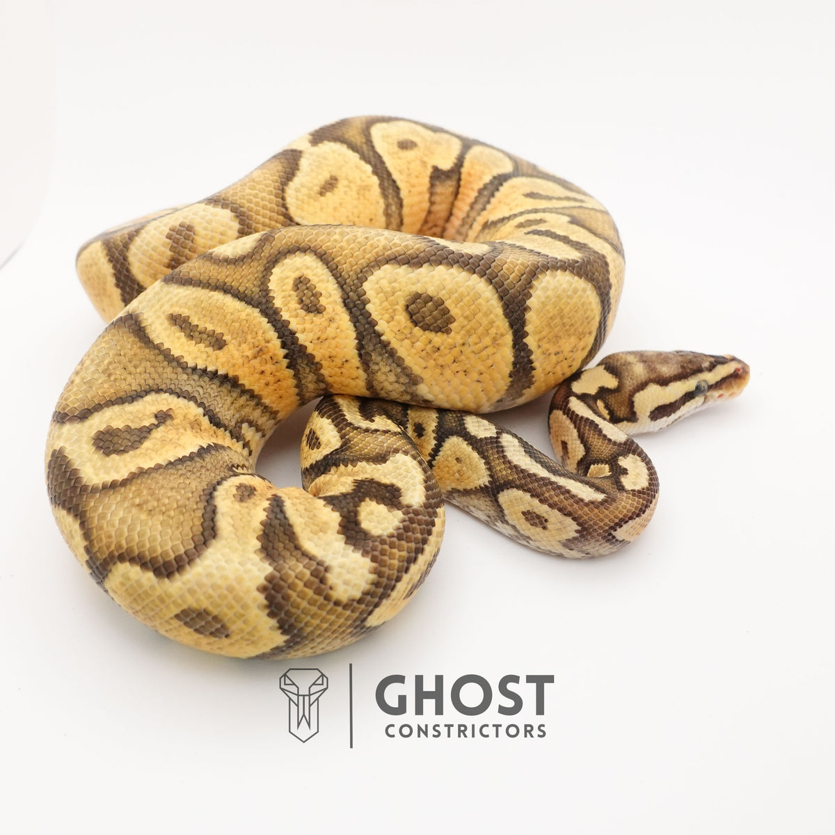 Pastel YB Enchi Hypo — Male, 2024 hatch, captive-bred by Ghost Constrictors