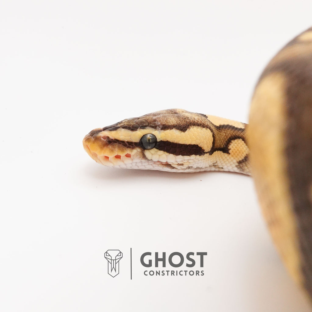 Pastel YB Enchi Hypo — Male, 2024 hatch, captive-bred by Ghost Constrictors