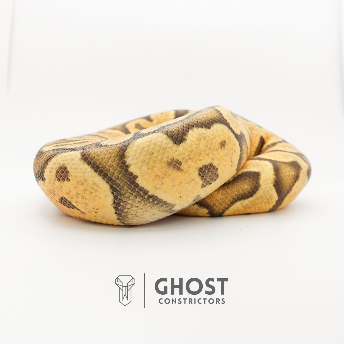 Pastel YB Enchi Hypo — Male, 2024 hatch, captive-bred by Ghost Constrictors