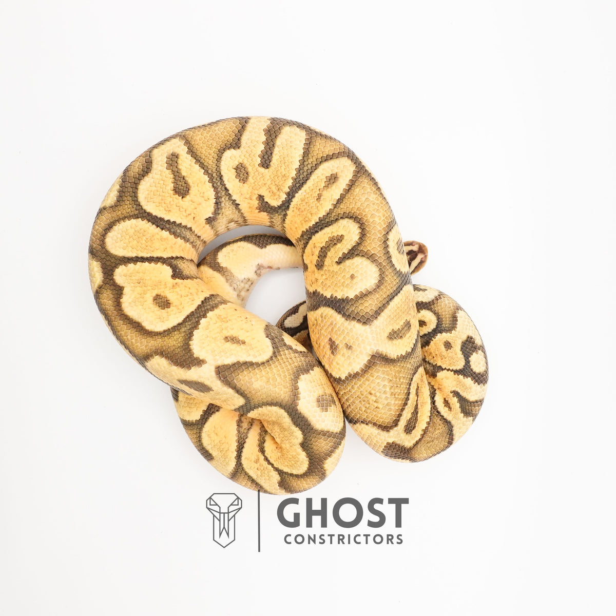 Pastel YB Enchi Hypo — Male, 2024 hatch, captive-bred by Ghost Constrictors