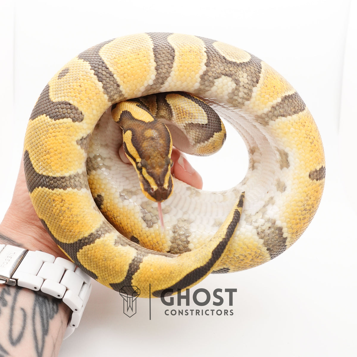 Chocolate Enchi Hypo — Male, 2024 hatch, captive-bred by Ghost Constrictors