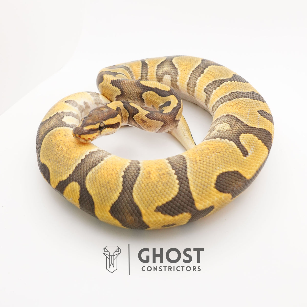 Chocolate Enchi Hypo — Male, 2024 hatch, captive-bred by Ghost Constrictors