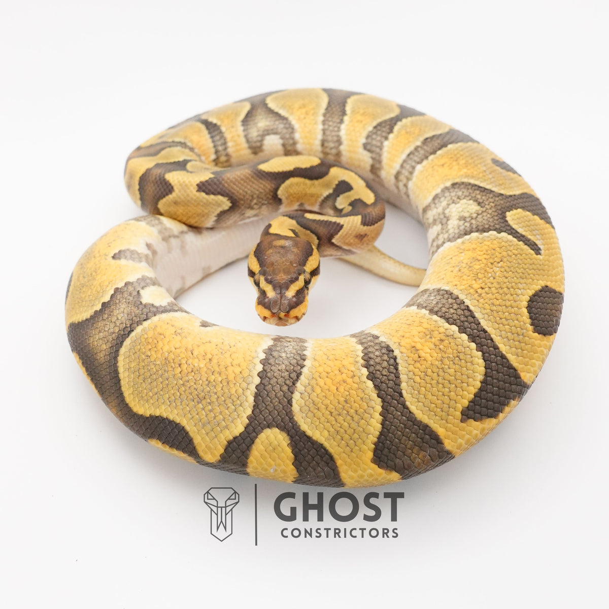 Chocolate Enchi Hypo — Male, 2024 hatch, captive-bred by Ghost Constrictors
