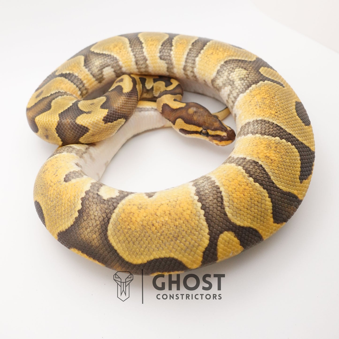 Chocolate Enchi Hypo