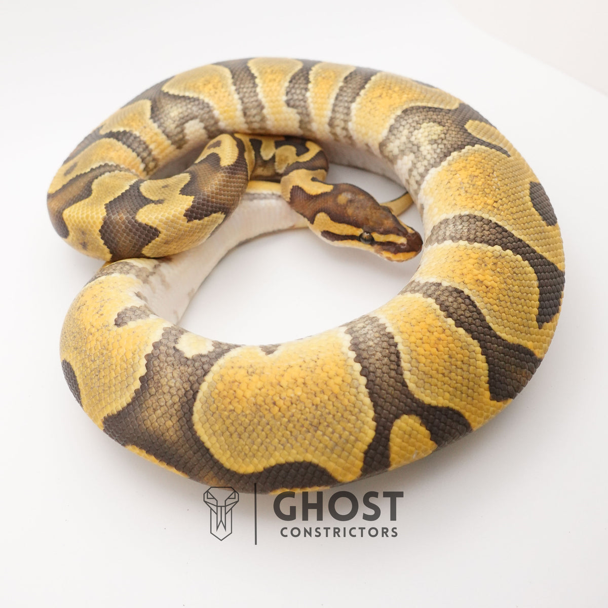 Chocolate Enchi Hypo — Male, 2024 hatch, captive-bred by Ghost Constrictors