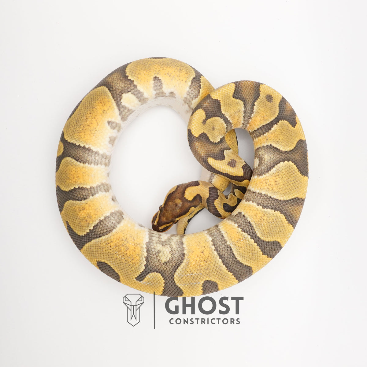 Chocolate Enchi Hypo — Male, 2024 hatch, captive-bred by Ghost Constrictors
