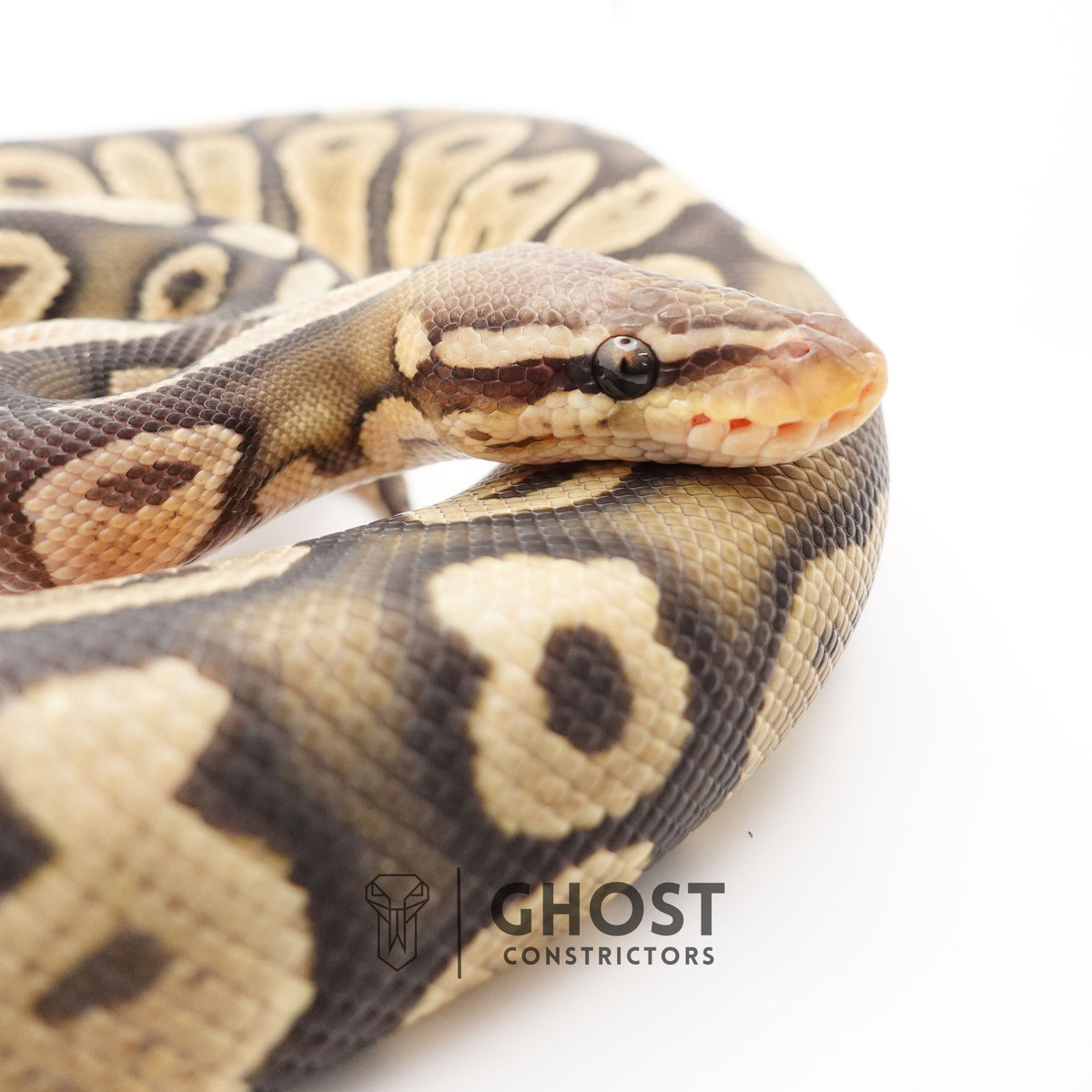 Chocolate Pastel Hypo — Male, 2024 hatch, captive-bred by Ghost Constrictors