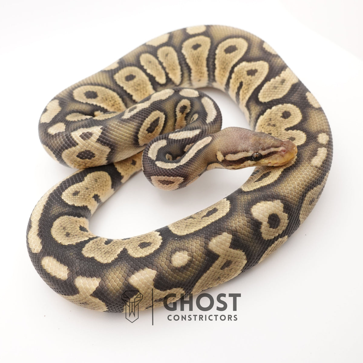 Chocolate Pastel Hypo — Male, 2024 hatch, captive-bred by Ghost Constrictors