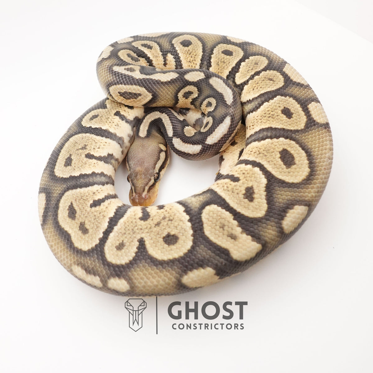 Chocolate Pastel Hypo — Male, 2024 hatch, captive-bred by Ghost Constrictors