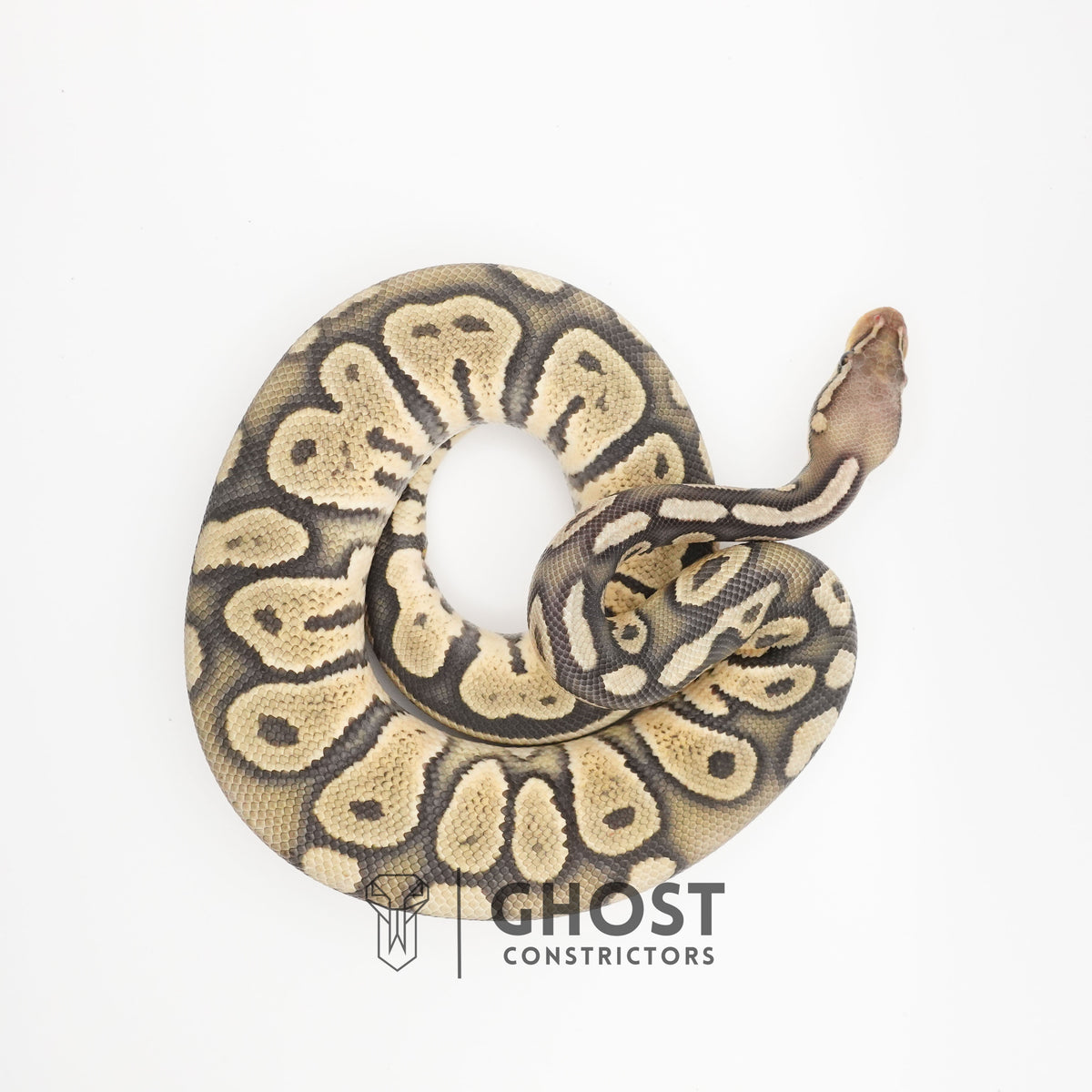 Chocolate Pastel Hypo — Male, 2024 hatch, captive-bred by Ghost Constrictors