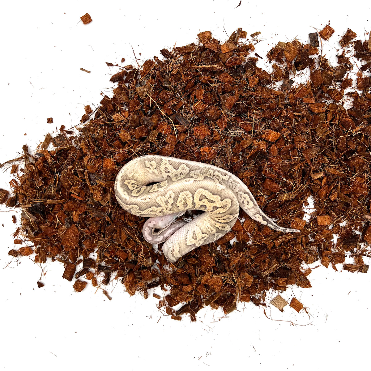 Hypo, Cinnamon, Pastel, Vanilla — Male, 2024 hatch, captive-bred by Ghost Constrictors