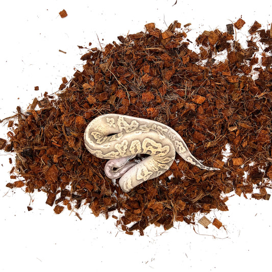 Hypo, Cinnamon, Pastel, Vanilla