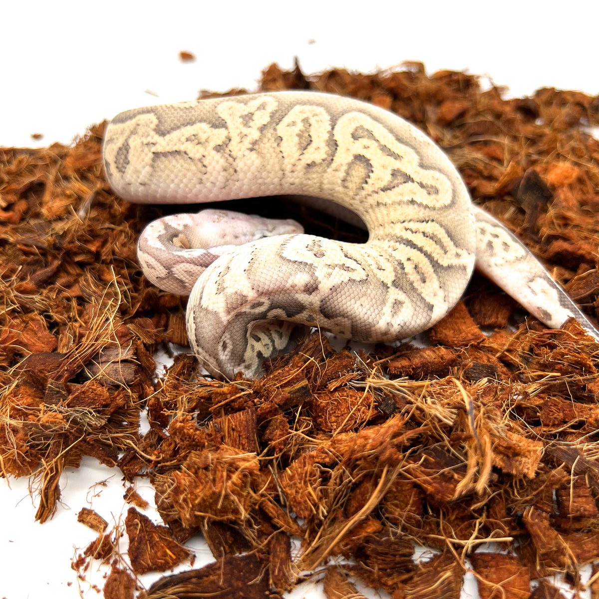 Hypo, Cinnamon, Pastel, Vanilla — Male, 2024 hatch, captive-bred by Ghost Constrictors