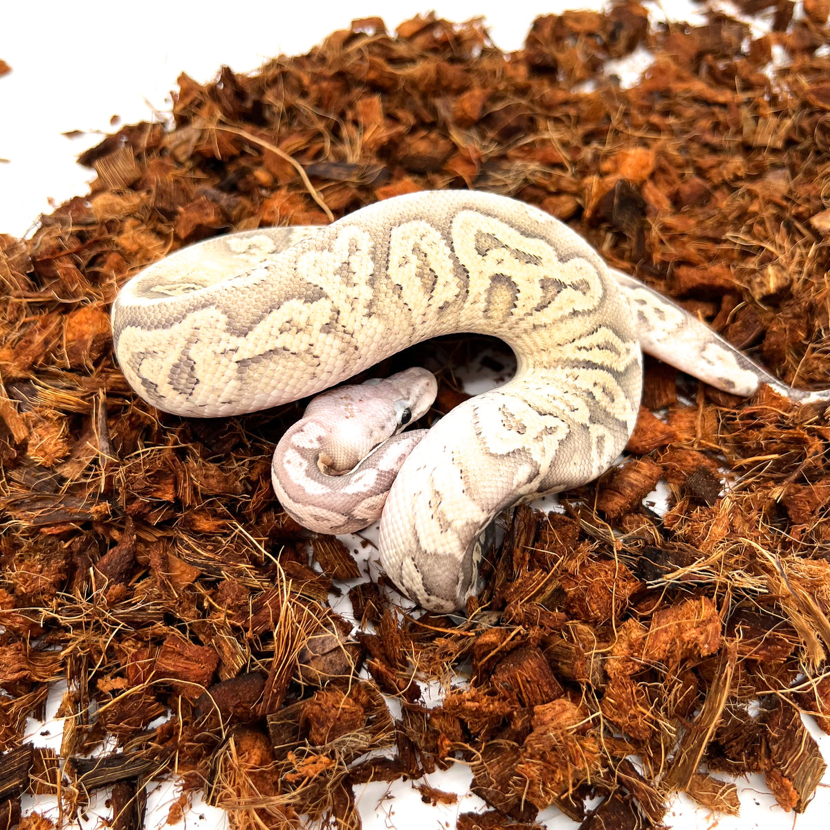 Hypo, Cinnamon, Pastel, Vanilla — Male, 2024 hatch, captive-bred by Ghost Constrictors