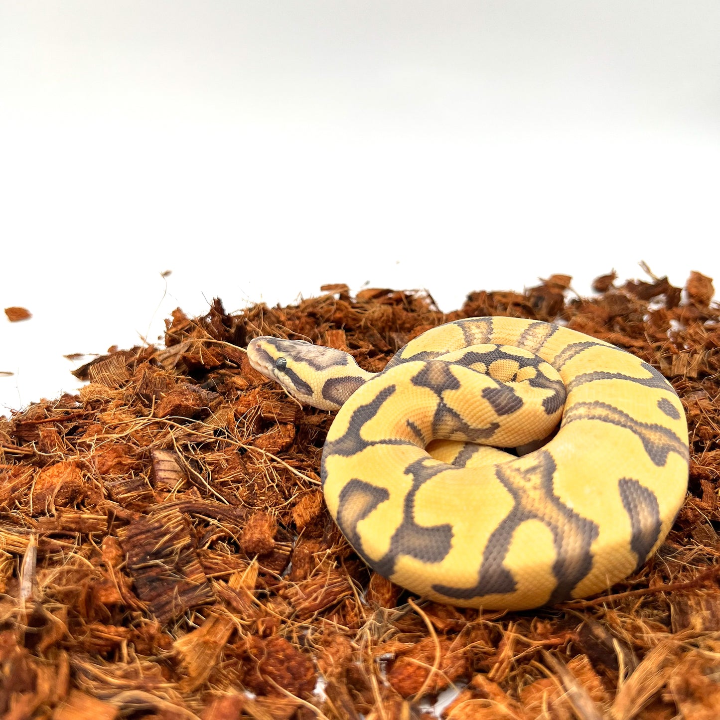 Hypo, Pastel, Enchi, Vanilla