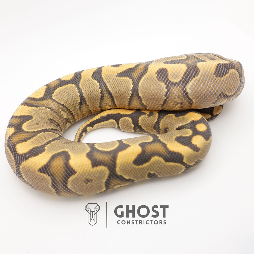 YB Enchi Hypo — Male, 2024 hatch, captive-bred by Ghost Constrictors
