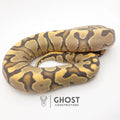 YB Enchi Hypo — Male, 2024 hatch, captive-bred by Ghost Constrictors