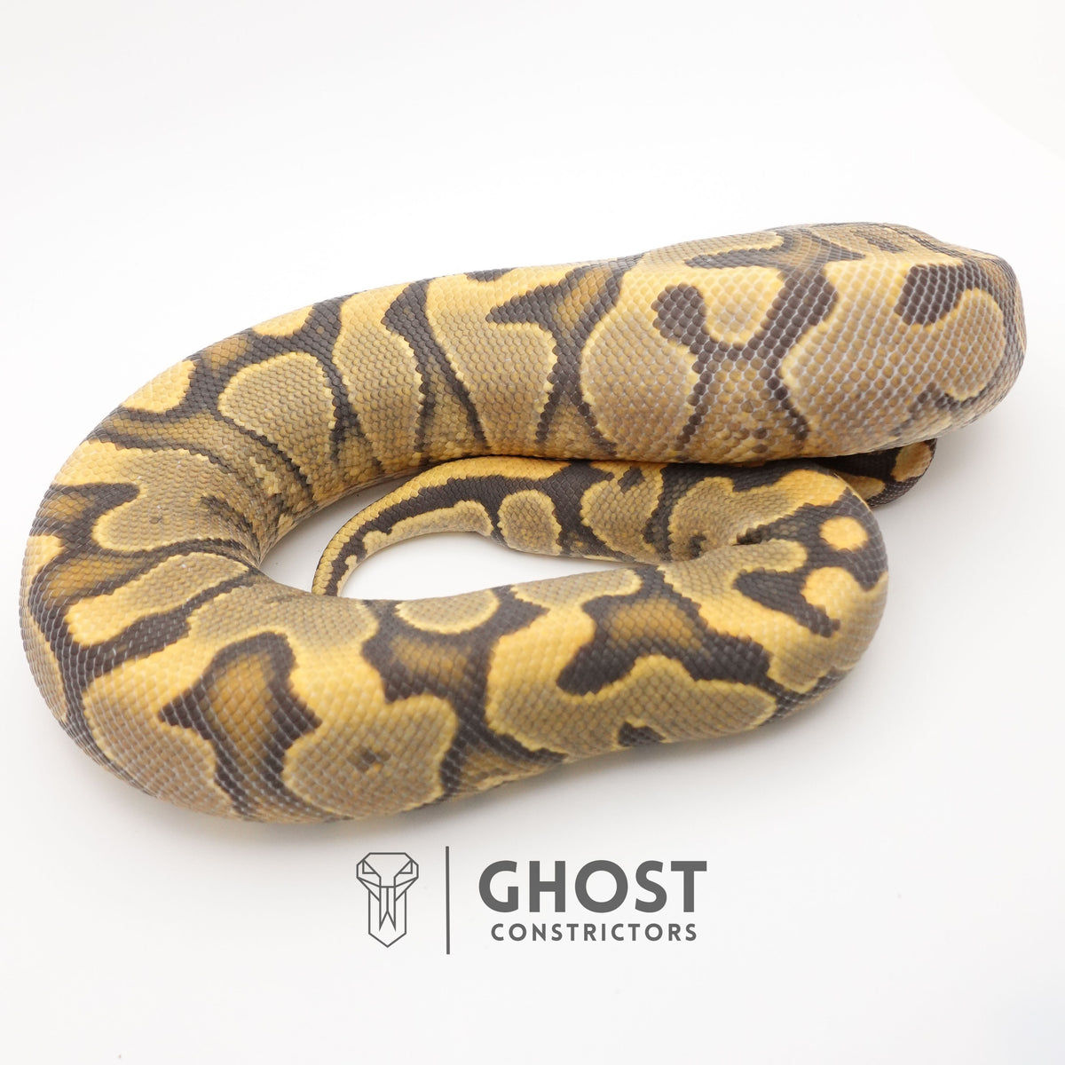 YB Enchi Hypo — Male, 2024 hatch, captive-bred by Ghost Constrictors