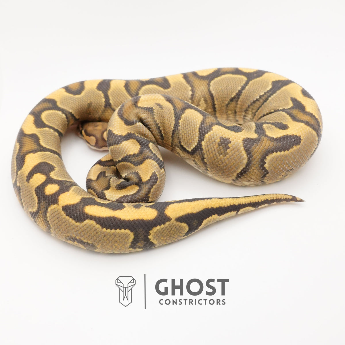 YB Enchi Hypo — Male, 2024 hatch, captive-bred by Ghost Constrictors