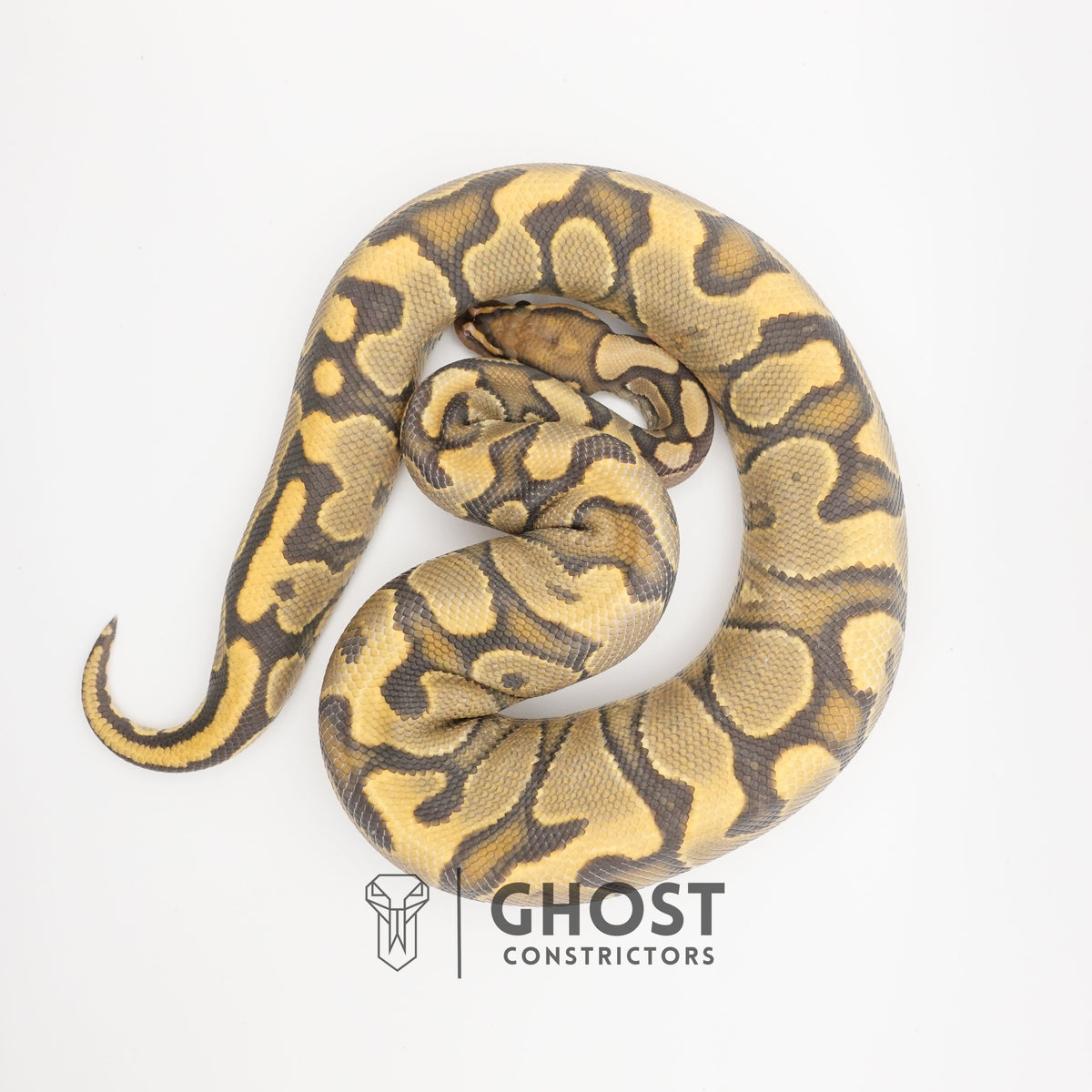 YB Enchi Hypo — Male, 2024 hatch, captive-bred by Ghost Constrictors