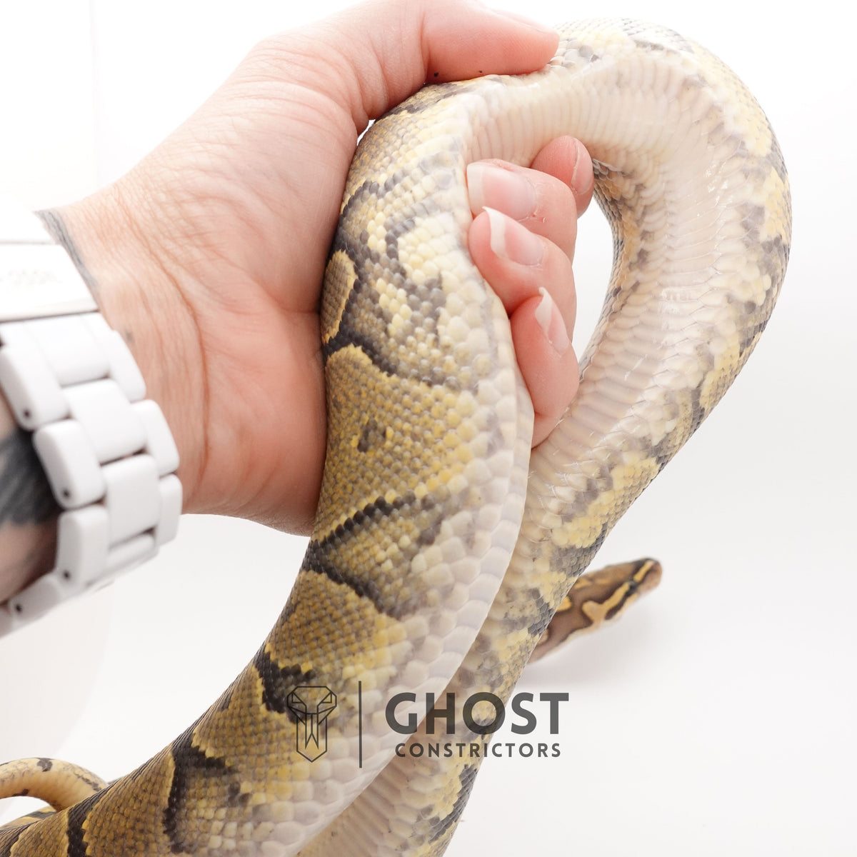 YB Enchi Hypo — Female, 2024 hatch, captive-bred by Ghost Constrictors