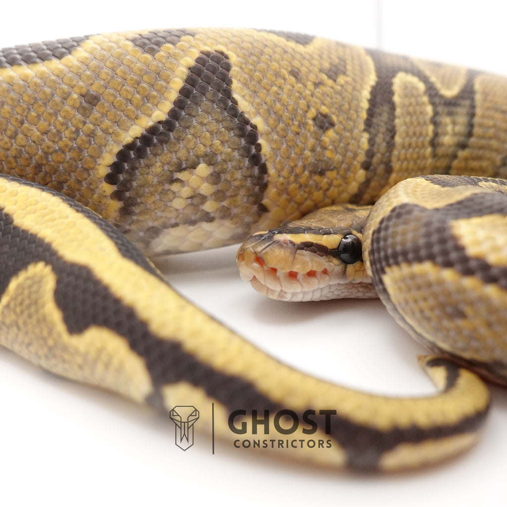 YB Enchi Hypo — Female, 2024 hatch, captive-bred by Ghost Constrictors