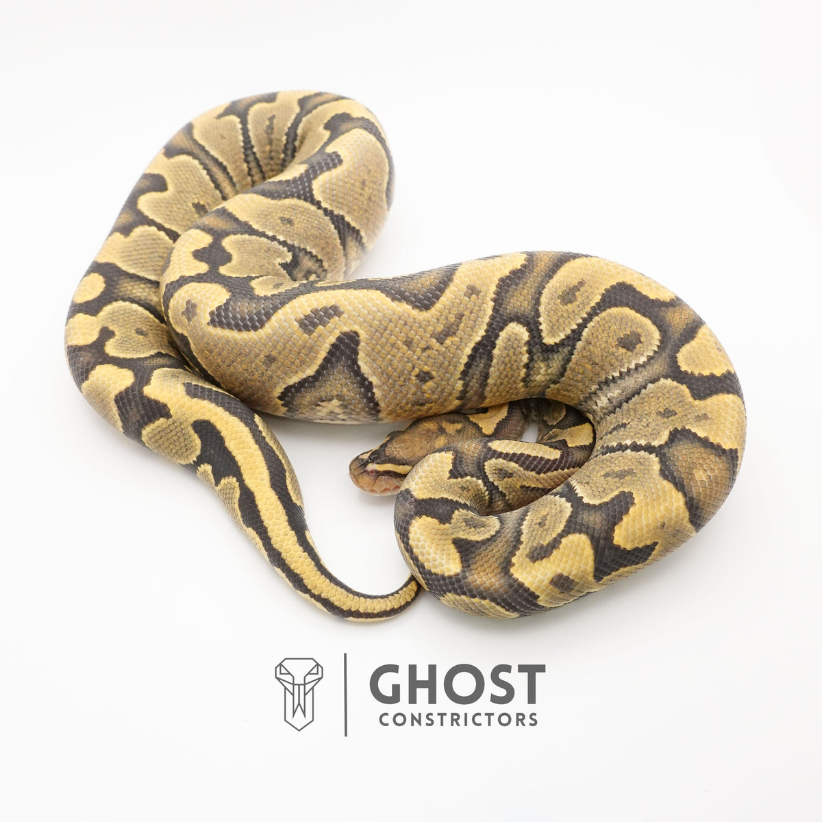 YB Enchi Hypo — Female, 2024 hatch, captive-bred by Ghost Constrictors