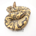 YB Enchi Hypo — Female, 2024 hatch, captive-bred by Ghost Constrictors