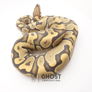 YB Enchi Hypo