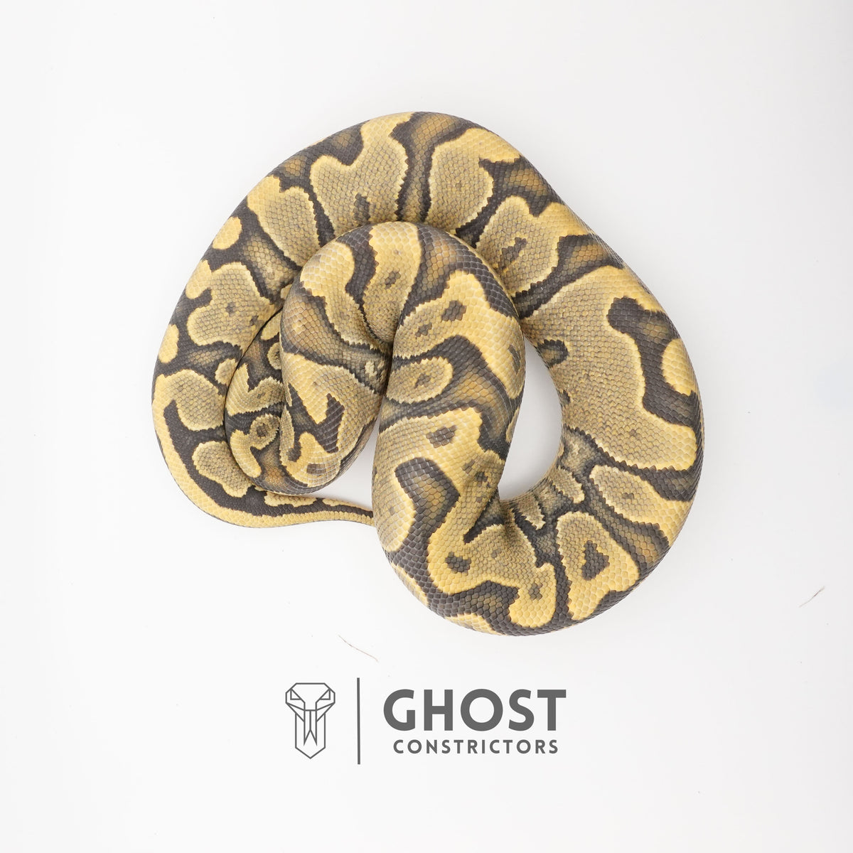 YB Enchi Hypo — Female, 2024 hatch, captive-bred by Ghost Constrictors