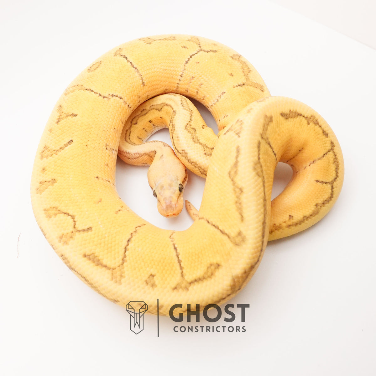 Pastel Pinstripe Enchi Hypo — Male, 2024 hatch, captive-bred by Ghost Constrictors