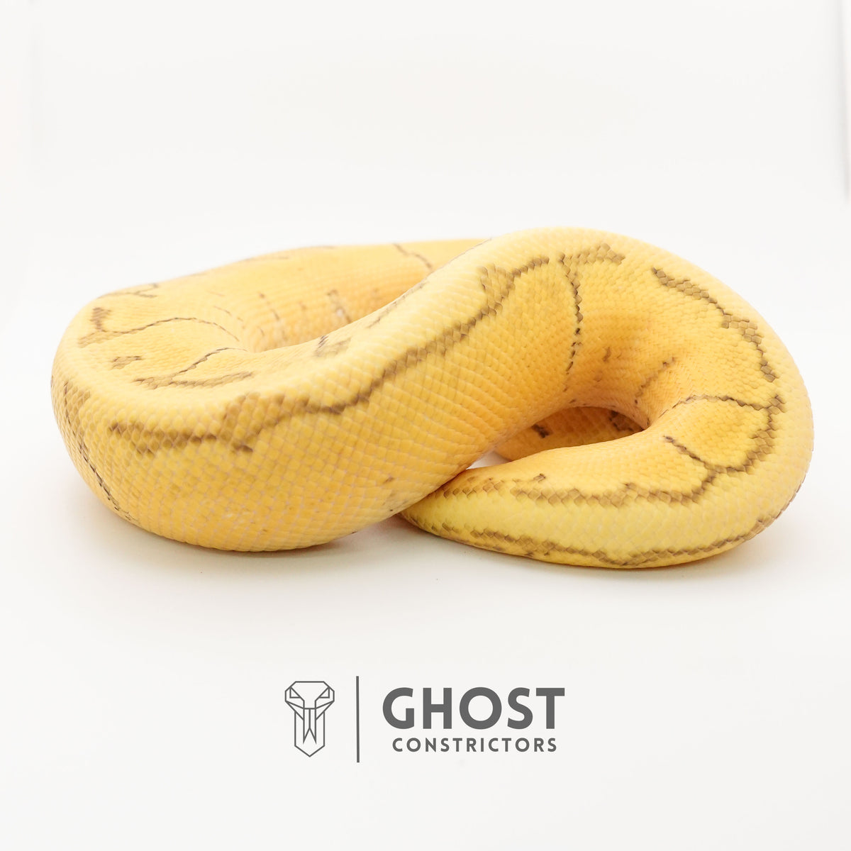 Pastel Pinstripe Enchi Hypo — Male, 2024 hatch, captive-bred by Ghost Constrictors
