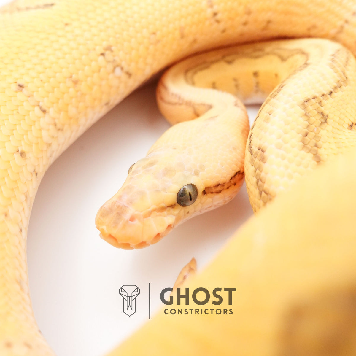 Pastel Pinstripe Enchi Hypo — Male, 2024 hatch, captive-bred by Ghost Constrictors