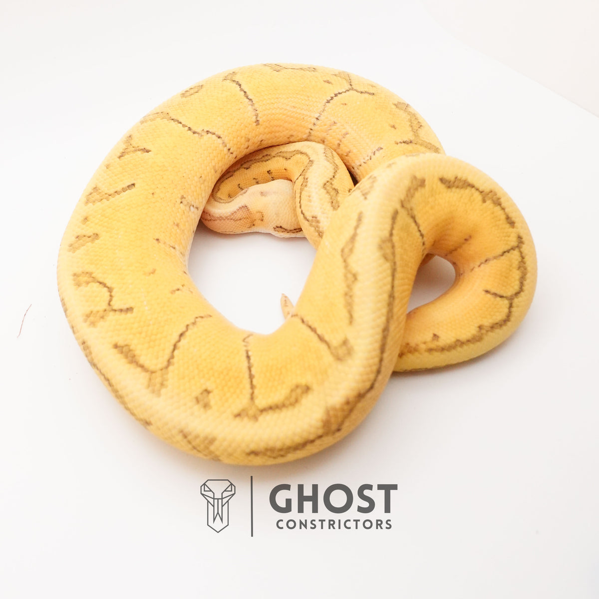 Pastel Pinstripe Enchi Hypo — Male, 2024 hatch, captive-bred by Ghost Constrictors