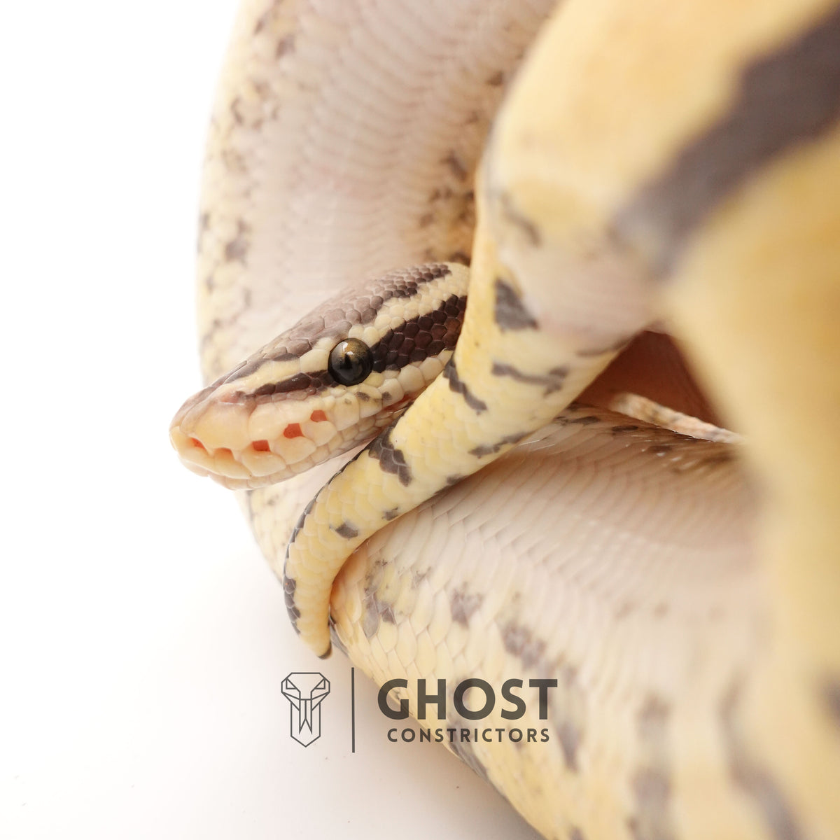 Pastel Vanilla Hypo — Male, 2024 hatch, captive-bred by Ghost Constrictors