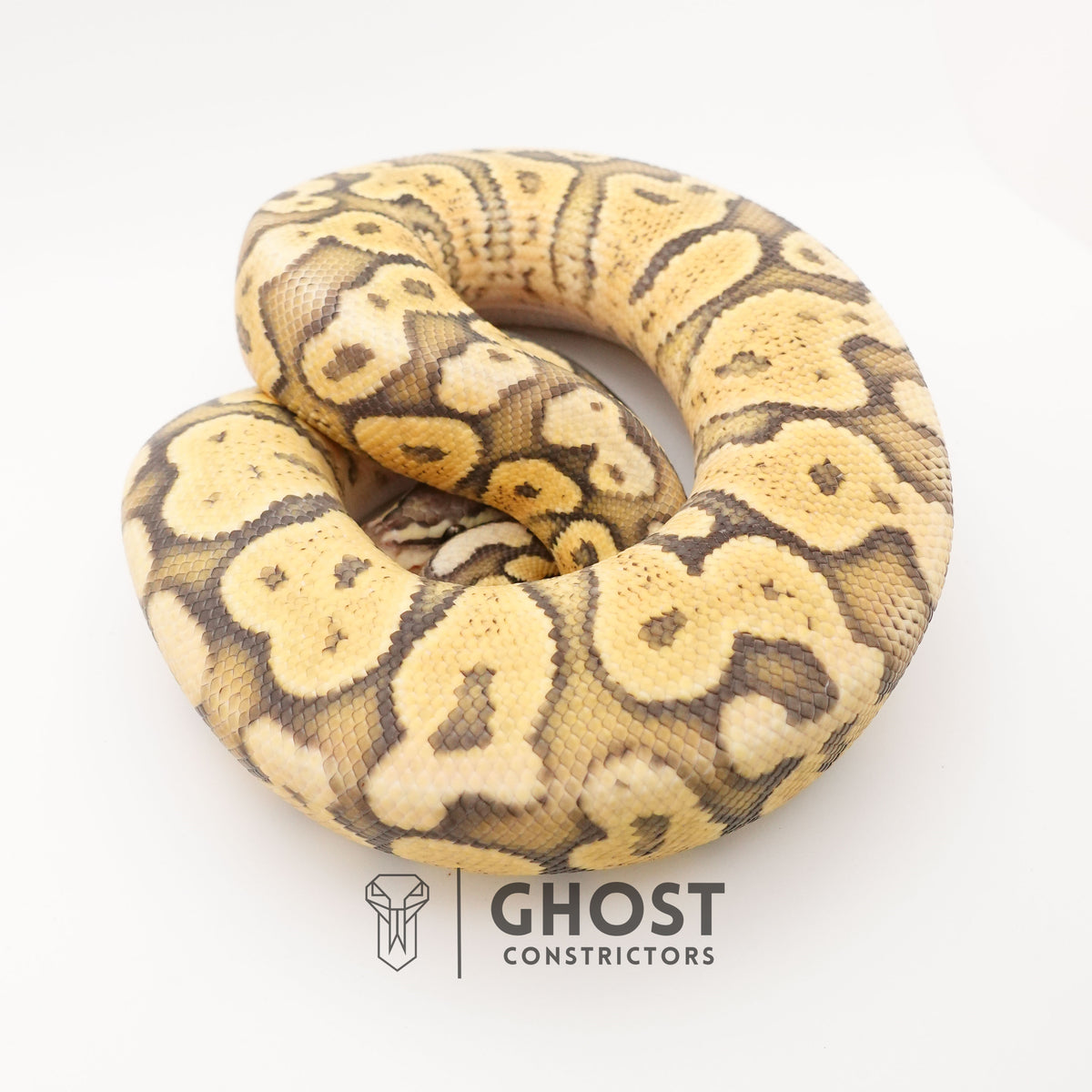 Pastel Vanilla Hypo — Male, 2024 hatch, captive-bred by Ghost Constrictors