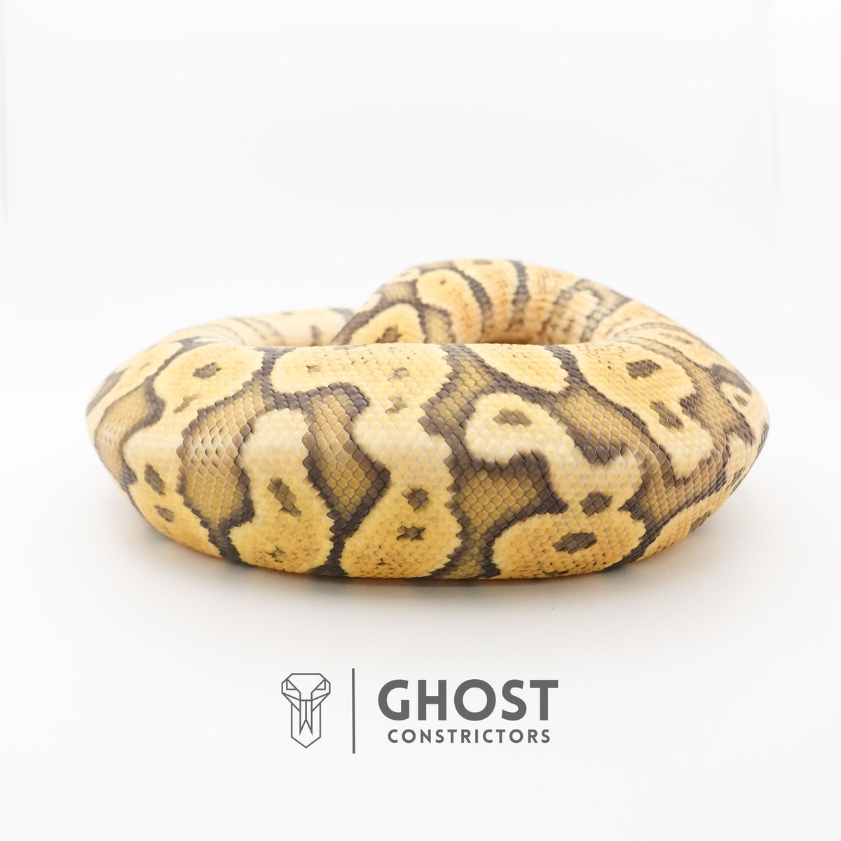 Pastel Vanilla Hypo — Male, 2024 hatch, captive-bred by Ghost Constrictors