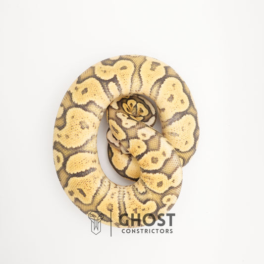Pastel Vanilla Hypo