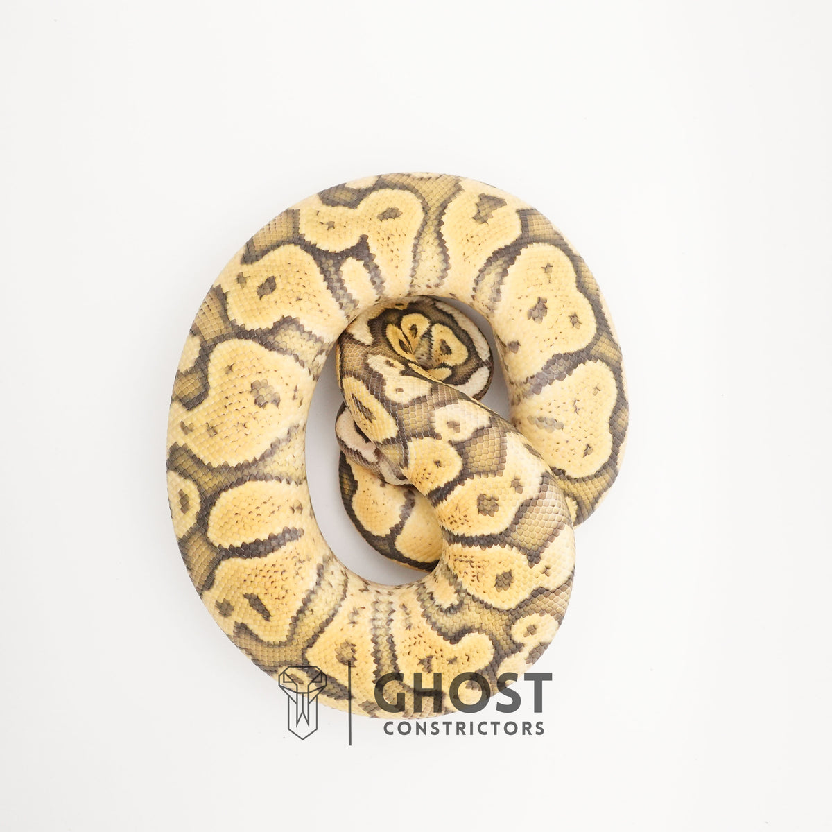Pastel Vanilla Hypo — Male, 2024 hatch, captive-bred by Ghost Constrictors