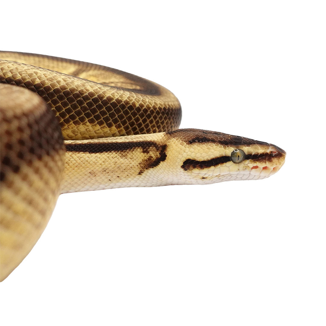Genetic Stripe, Enchi, Pastel, Yellow Belly, Clown 50% Ball Python for Sale