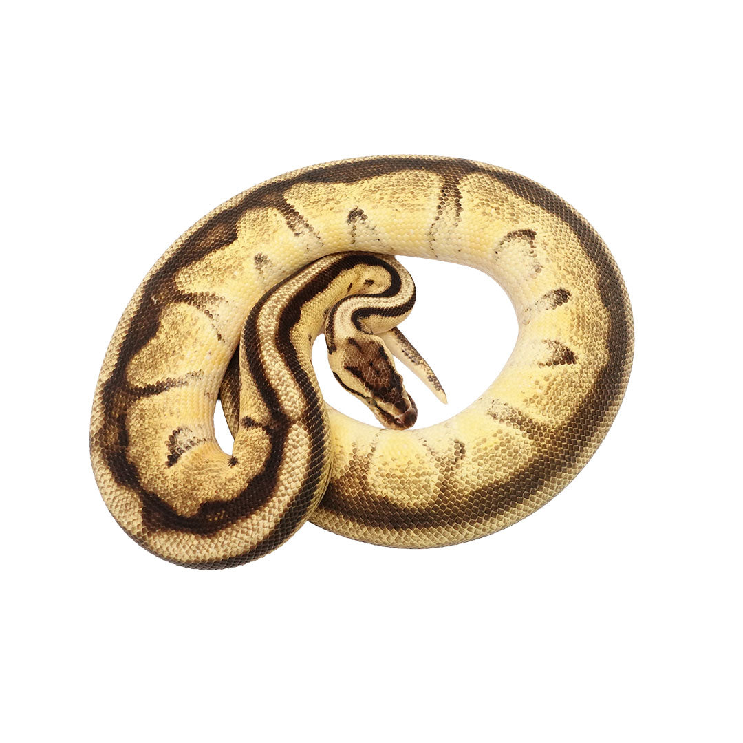 Genetic Stripe, Enchi, Pastel, Yellow Belly, Clown 50% Ball Python for Sale