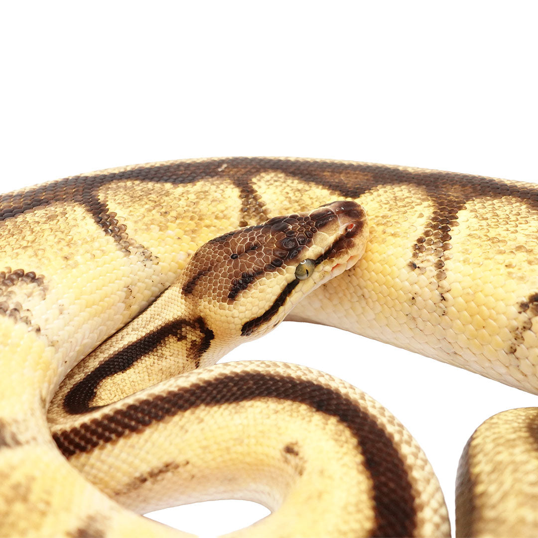 Genetic Stripe, Enchi, Pastel, Yellow Belly, Clown 50% Ball Python for Sale