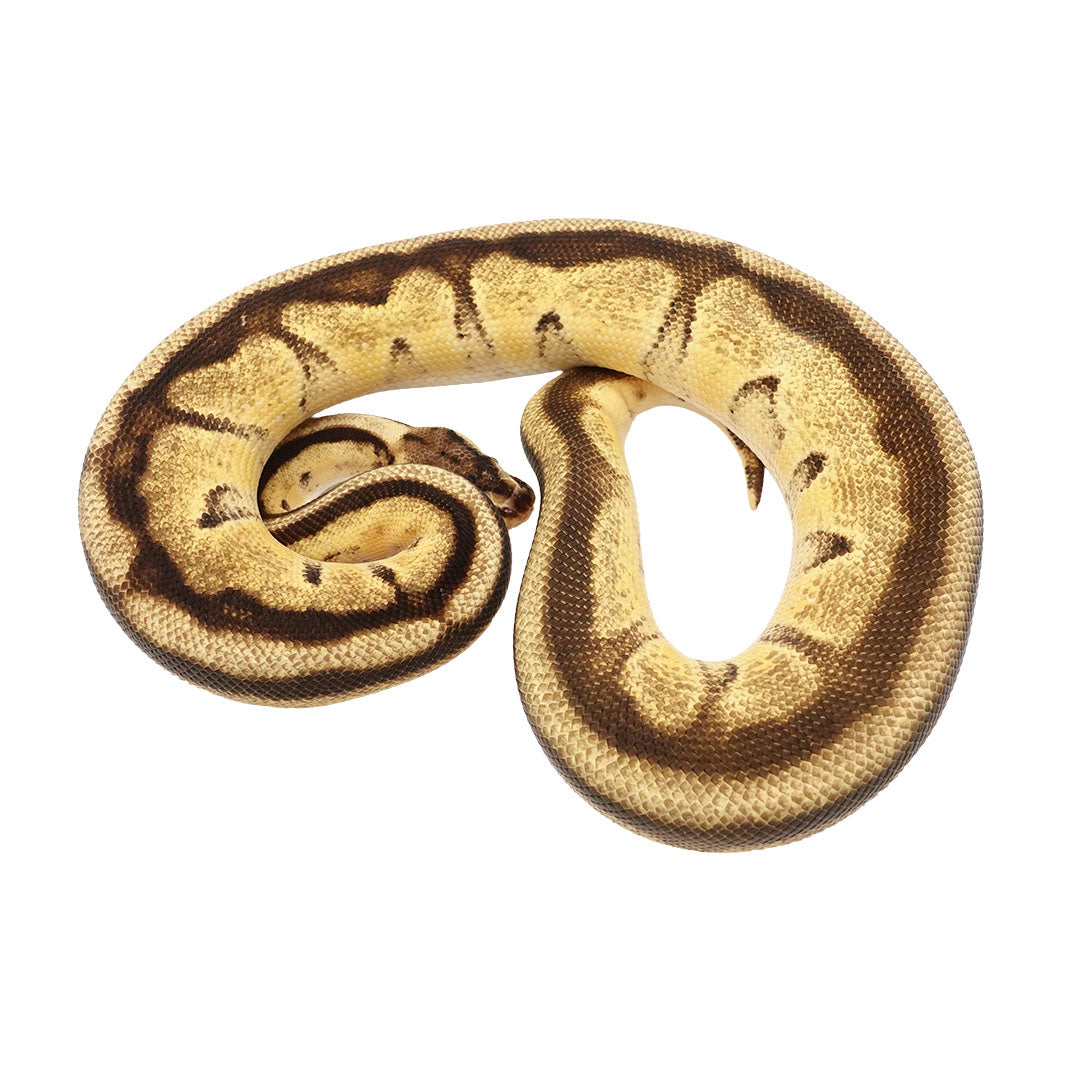 Genetic Stripe, Enchi, Pastel, Yellow Belly, Clown 50% Ball Python for Sale