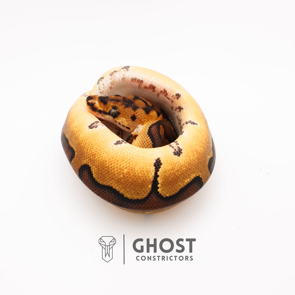 Spotnose Super Enchi Possible Redstripe Clown Het Desert Ghost Ball Python — Male, 2025 hatch, captive-bred by Ghost Constrictors