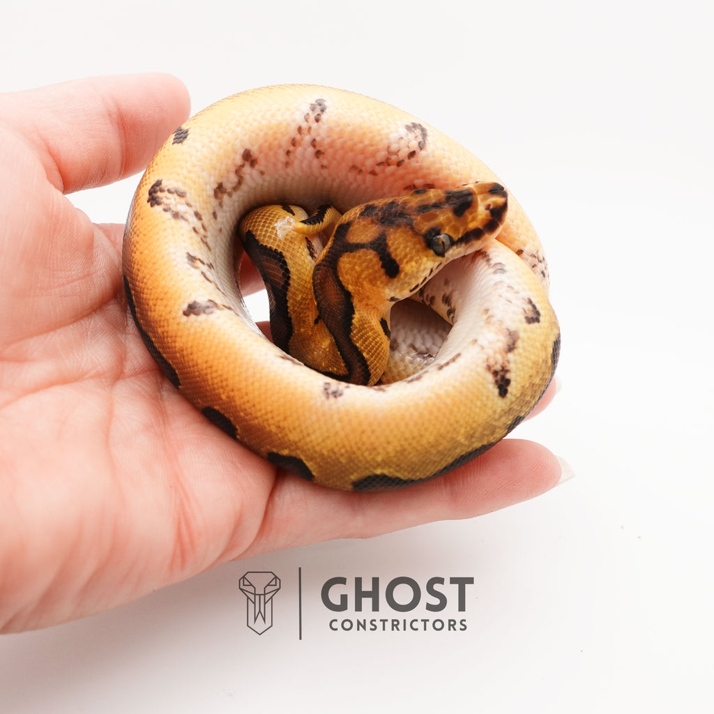 Spotnose Super Enchi Possible Redstripe Clown Het Desert Ghost Ball Python — Male, 2025 hatch, captive-bred by Ghost Constrictors