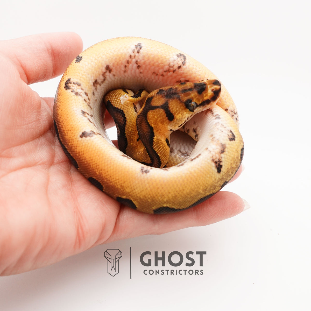 Spotnose Super Enchi Possible Redstripe Clown Het Desert Ghost Ball Python — Male, 2025 hatch, captive-bred by Ghost Constrictors