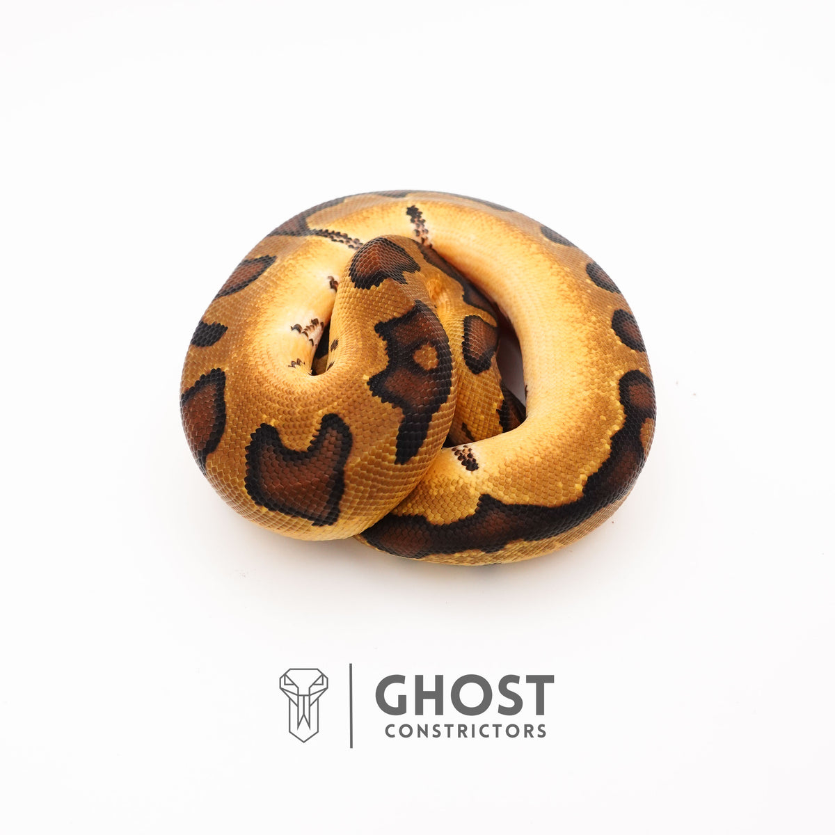 Spotnose Super Enchi Possible Redstripe Clown Het Desert Ghost Ball Python — Male, 2025 hatch, captive-bred by Ghost Constrictors