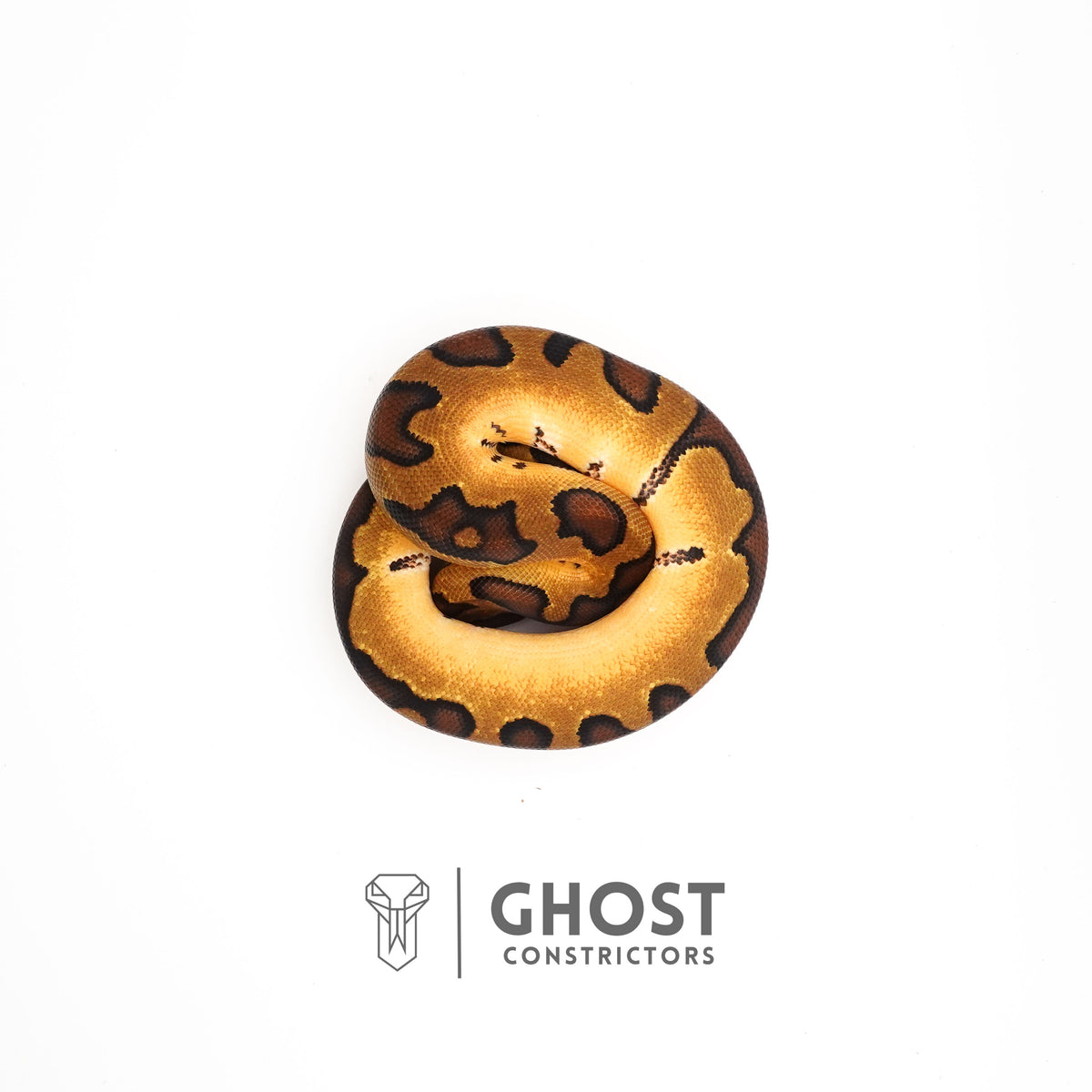 Spotnose Super Enchi Possible Redstripe Clown Het Desert Ghost Ball Python — Male, 2025 hatch, captive-bred by Ghost Constrictors