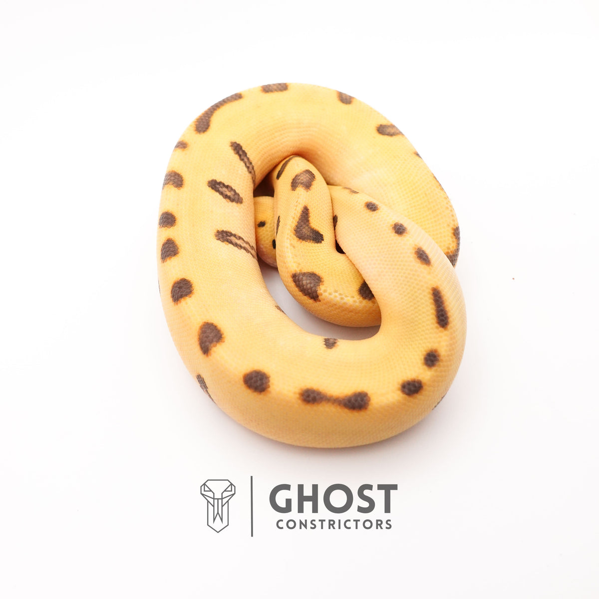 Spotnose, Super Enchi, Desert Ghost, Clown — Female, 2025 hatch, captive-bred by Ghost Constrictors